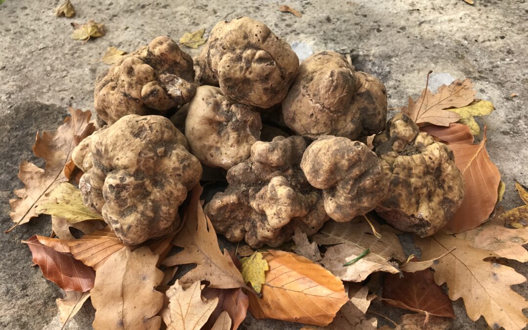 How many types of truffles are there?