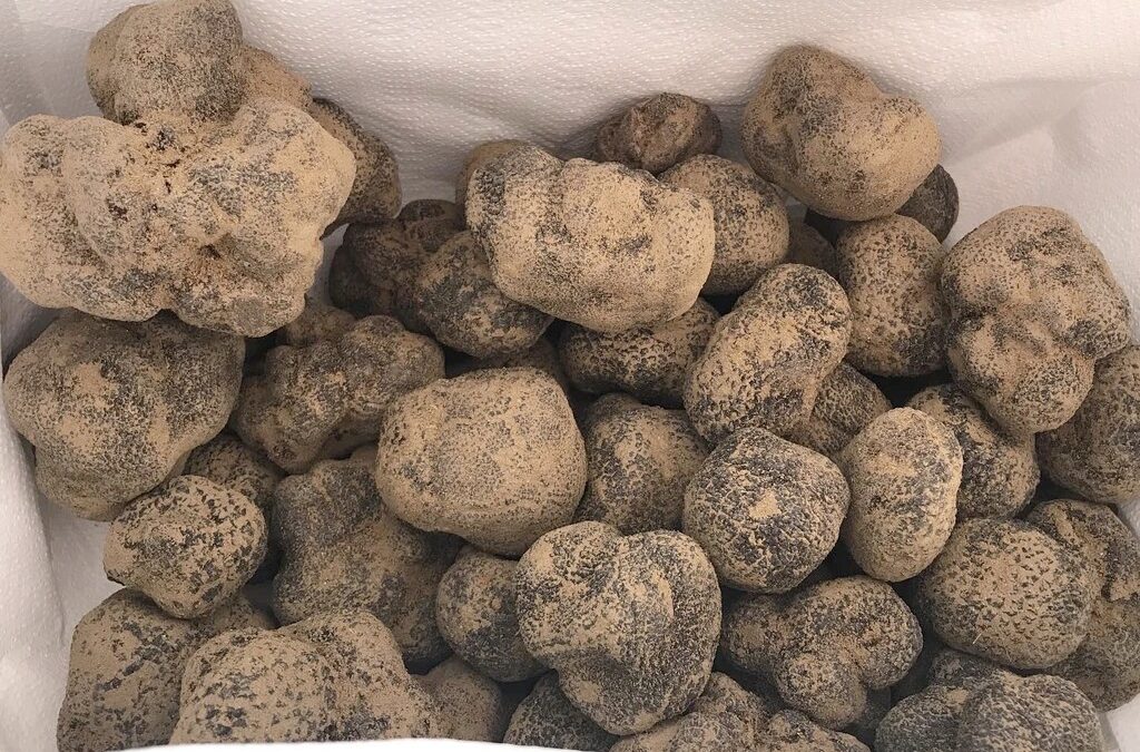 How to recognize the prized black truffle
