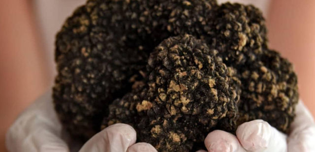 Roccaraso truffle