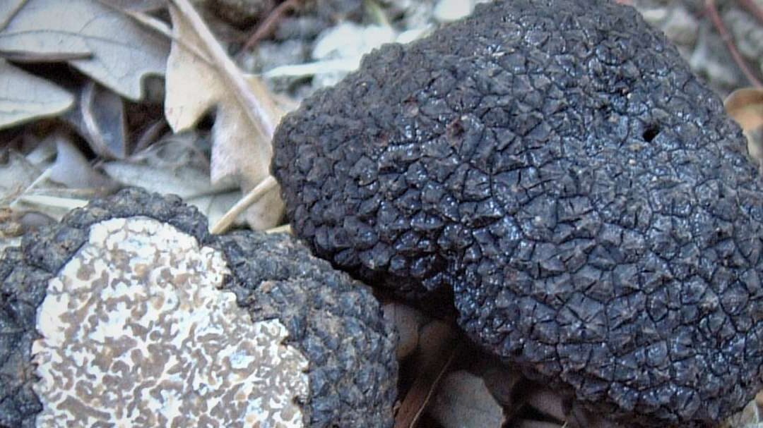 In Abruzzo hanno trovato una nuova specie di tartufo nero